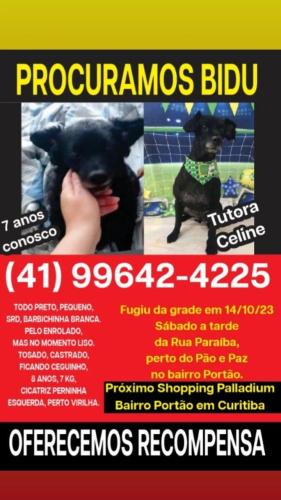 Lost Male Dog last seen Rua Paraíba próximo Pão e Paz, Shoping Palladium e estacionamento do Shoping Ventura , Portão, PR 80610-010