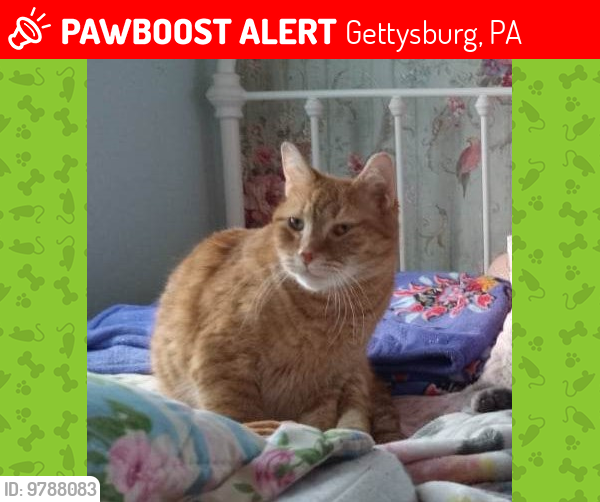 Lost Male Cat last seen Fairfield Rd. and Media Dr., Gettysburg, PA 17325