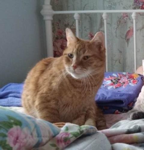 Lost Male Cat last seen Fairfield Rd. and Media Dr., Gettysburg, PA 17325