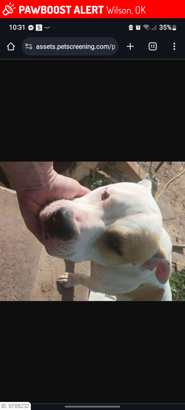 Lost Male Dog last seen Cimarron and eon Rd , Wilson, OK 73463