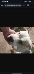 Lost Male Dog last seen Cimarron and eon Rd , Wilson, OK 73463