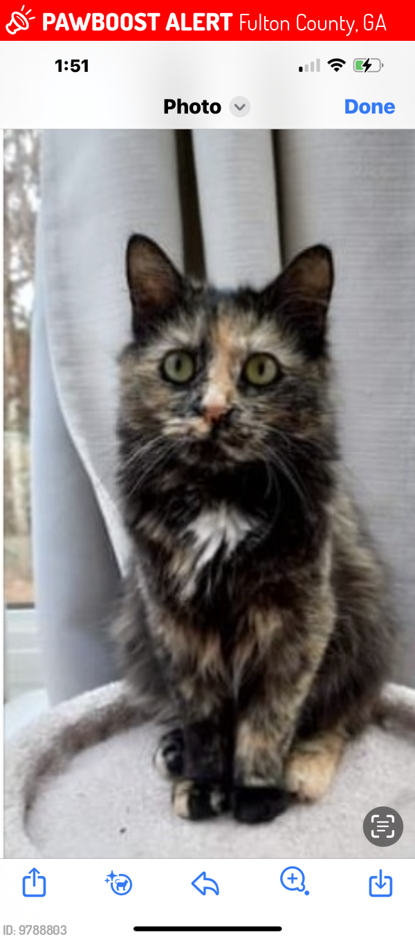 Lost Female Cat last seen Sprouts, Fulton County, GA 30309