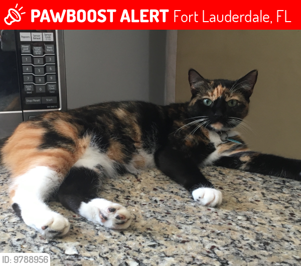 Lost Female Cat last seen 22nd ter and 53rd court, Fort Lauderdale, FL 33312