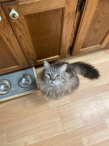 Lost Male Cat last seen E German Ln near Harps in Conway, AR, Conway, AR 72032
