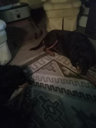 Lost Female Dog last seen Wilmington and I 20 Frontage Road, Jackson, MS 39204