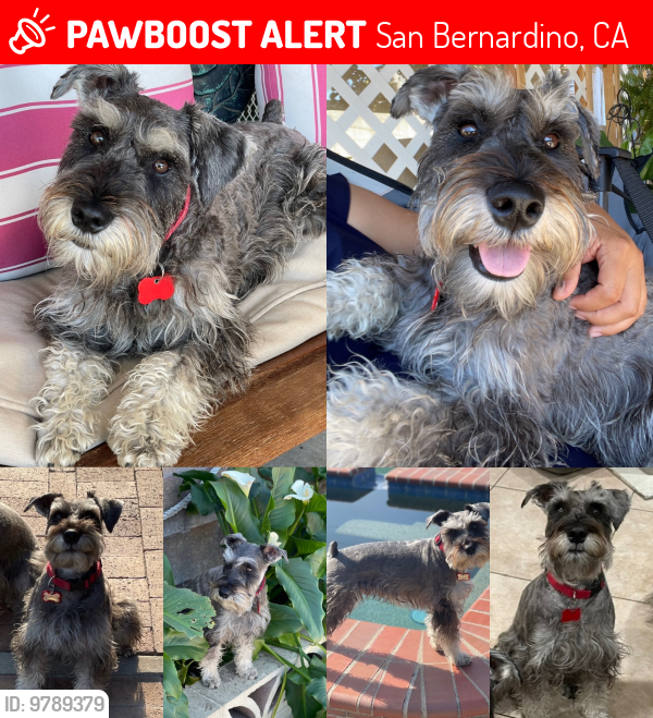 Lost Male Dog last seen Palmyra/Ralston/Lugo , San Bernardino, CA 92404