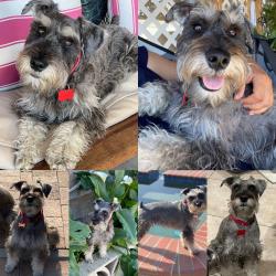 Lost Male Dog last seen Palmyra/Ralston/Lugo , San Bernardino, CA 92404