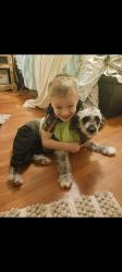 Lost Female Dog last seen Dalehurst , San Antonio, TX 78201