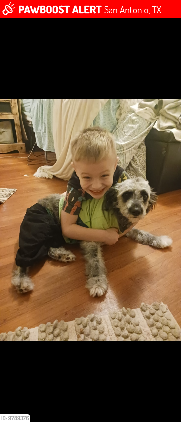 Lost Female Dog last seen Dalehurst , San Antonio, TX 78201