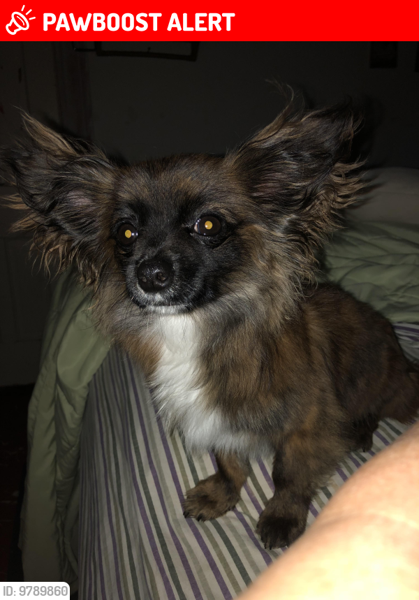 Lost Male Dog last seen Bradley Rd, Colorado Springs, CO 80911