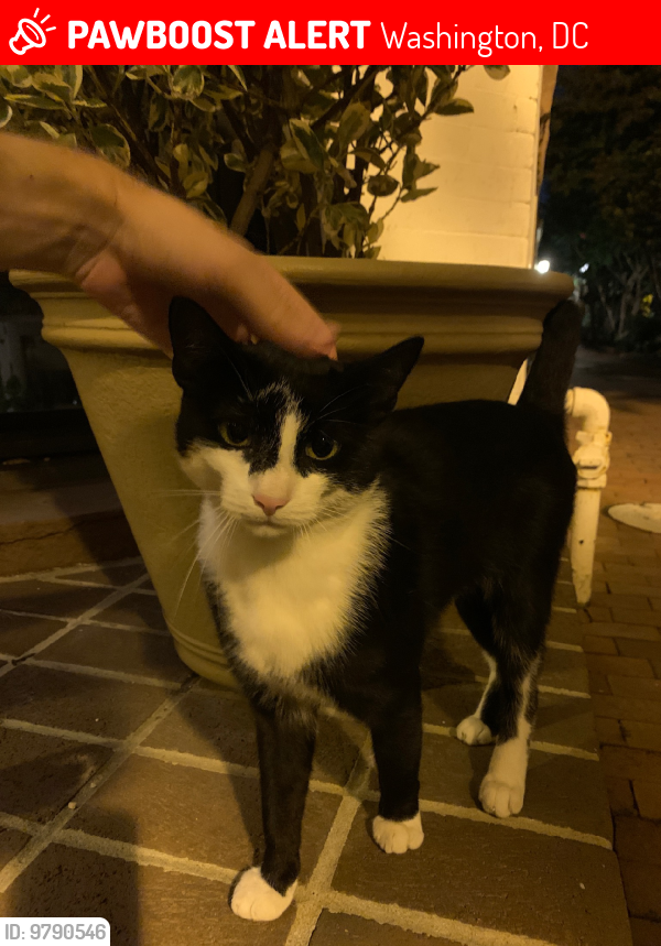 Lost Male Cat last seen Willard St NW between 17th and 18th, Washington, DC 20009