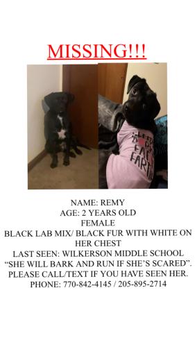 Lost Female Dog last seen Wilkerson middle school, Birmingham, AL 35204