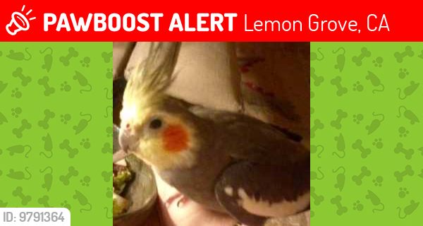 Lost Male Bird last seen Lemon Grove & Spring Valley , Lemon Grove, CA 91945