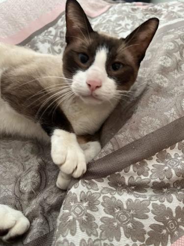 Lost Male Cat last seen Westshore Dr., Willow Lake Estates, Wills Point, TX 75169