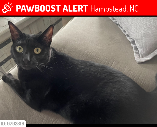 Lost Female Cat last seen Dogwood ln and Washington acres rd, Hampstead, NC 28443