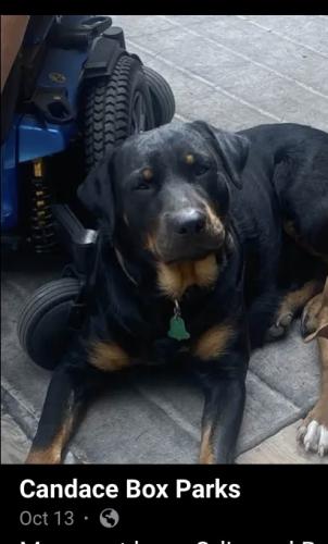 Lost Male Dog last seen Near 276th terrace Branford Florida , Branford, FL 32008