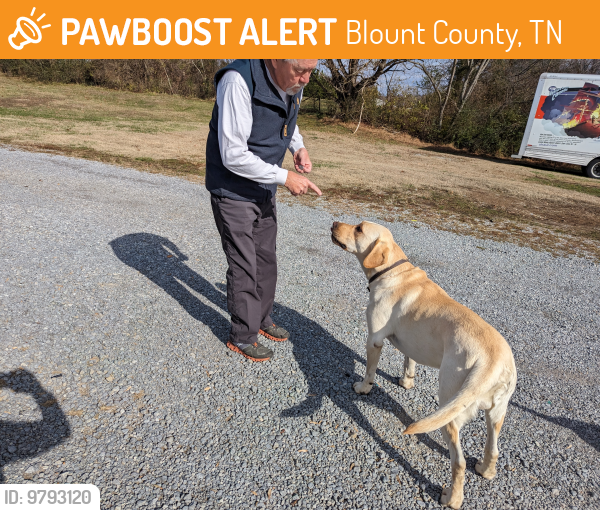 Blount County, TN Stray Dog Found Near Louisville road and Ralph Phelps