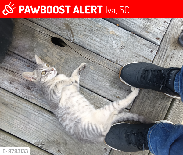 Lost Male Cat last seen Central St across the road of Iva Post office , Iva, SC 29655