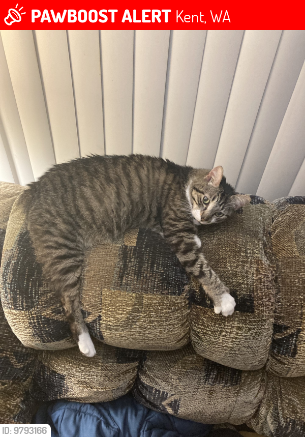 Lost Male Cat last seen The Driftwood apmts on West James Place in Kent, WA. (NOTE) Stubby is a Manx and has nearly no tail., Kent, WA 98032
