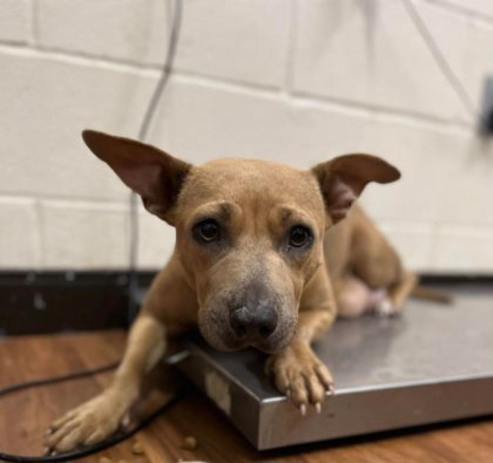 Shelter Stray Female Dog last seen Near VETERANS MEMORIAL, 70807, LA, Baton Rouge, LA 70820