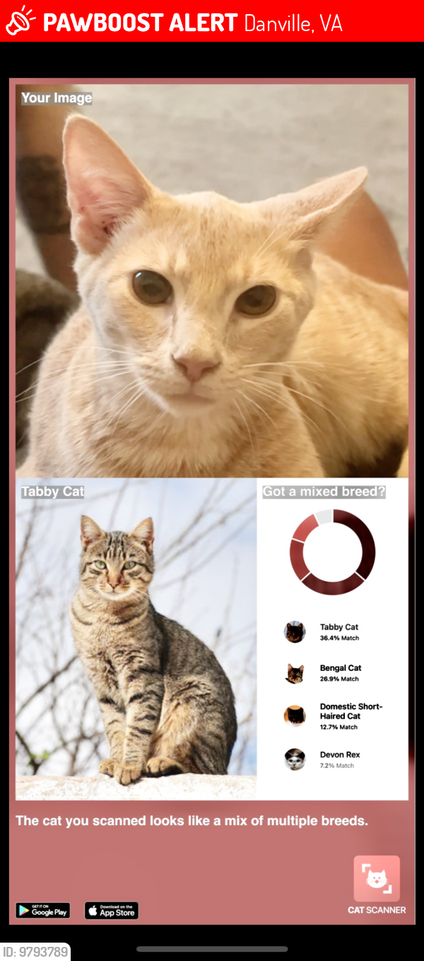 Danville, VA Lost Male Cat, Grogu Riki Tiki Is Missing | PawBoost