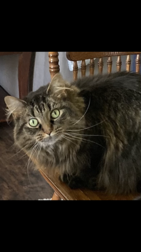 Lost Female Cat last seen W 58th St and S Natchez Ave , Chicago, IL 60638