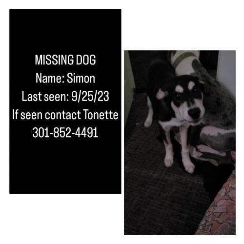 Lost Male Dog last seen Annapolis road , Lanham, MD 20706