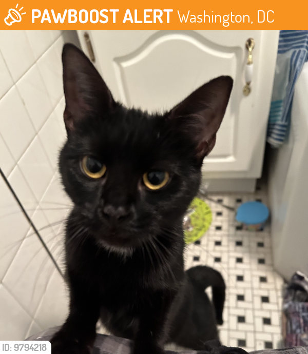 Found/Stray Female Cat last seen Aspen and 13th Place NW, Washington, DC 20012