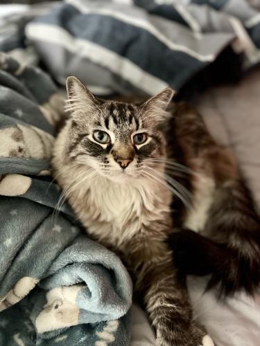 Lost Male Cat last seen Sw 9th st and frazier, Des Moines, IA 50315