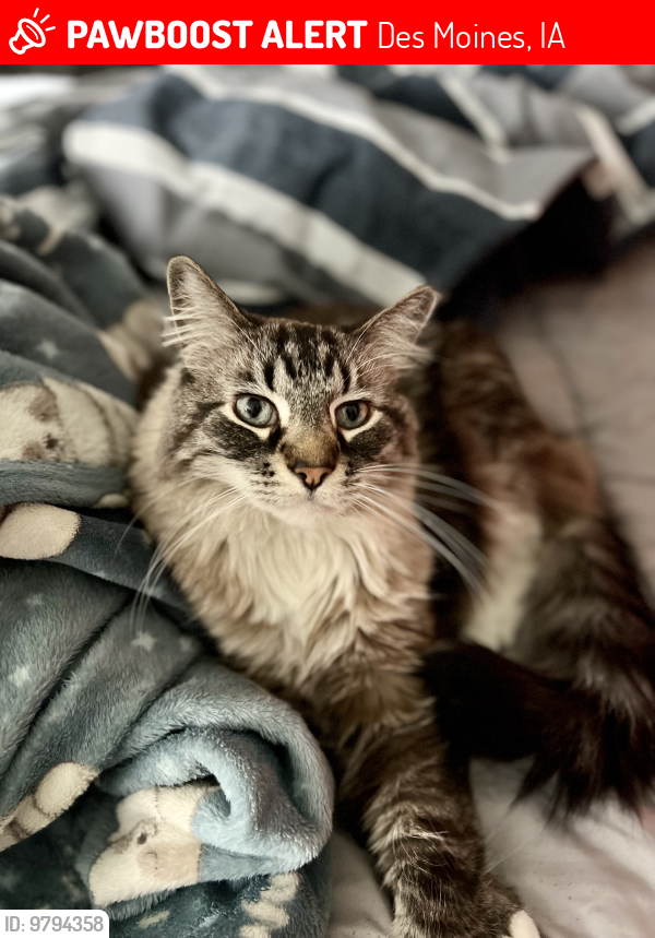 Lost Male Cat last seen Sw 9th st and frazier, Des Moines, IA 50315