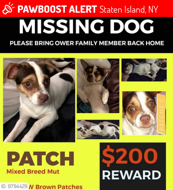 Pawboost 2024 lost dogs