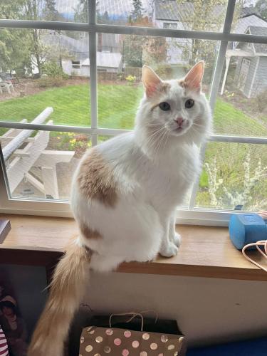 Lost Male Cat last seen Missouri Ave S and Cooke St S (South Salem - west of Roth´s Vista Grocery Store), Salem, OR 97302