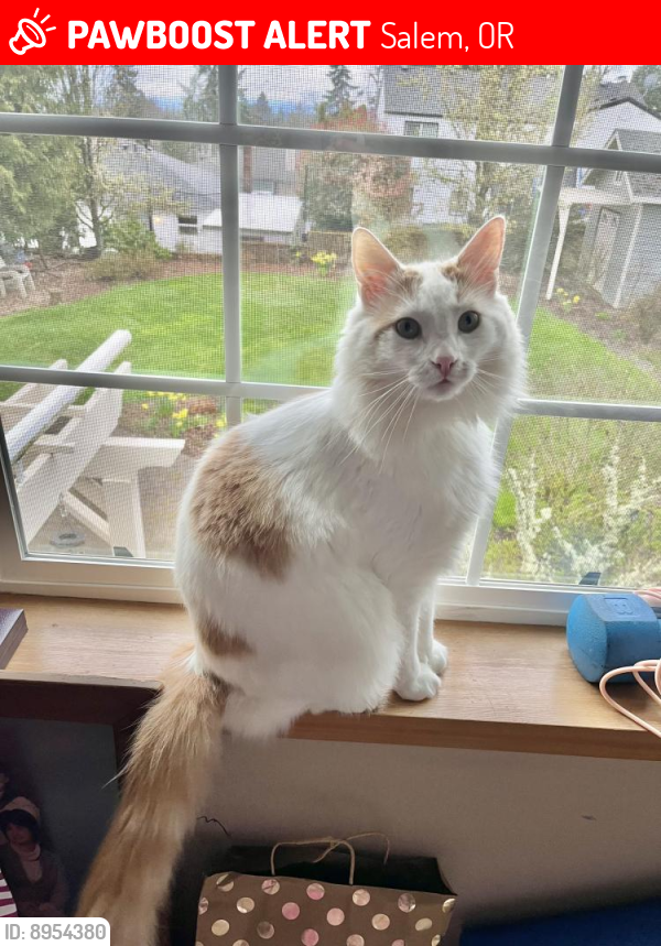 Lost Male Cat last seen Missouri Ave S and Cooke St S (South Salem - west of Roth´s Vista Grocery Store), Salem, OR 97302