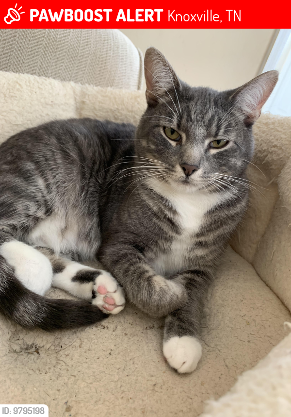Lost Male Cat last seen Bancroft Lane and Briar Gate Lane , Knoxville, TN 37934