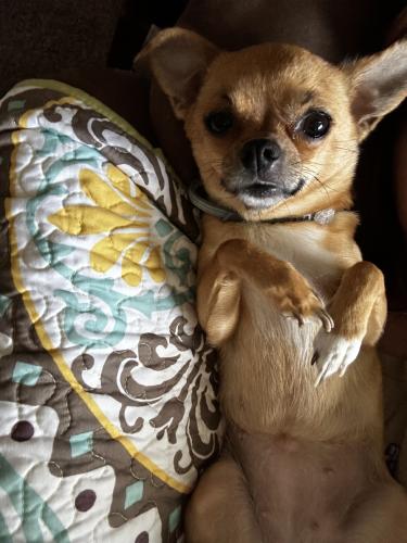 Lost Female Dog last seen West Orange and Old St.Augustine, Tallahassee, FL 32301