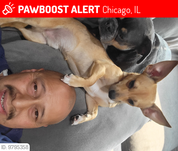 Lost Male Dog last seen Wolcott and 51 st, Chicago, IL 60609
