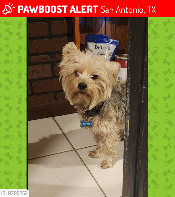 Lost Male Dog last seen 39th and Caywood Dr , San Antonio, TX 78237