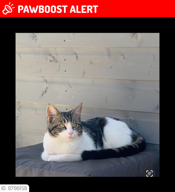 Lost Female Cat last seen B5381, Denbighshire, Wales LL17