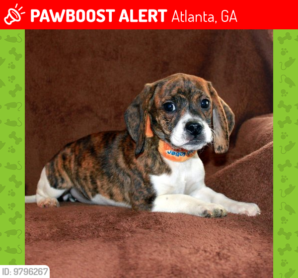 Deceased Male Dog last seen Melinda Drive NE and Sunset Drive, 30345 , Atlanta, GA 30345
