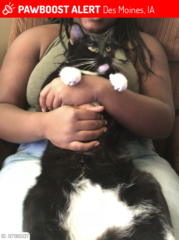 Lost Male Cat last seen Sw 7th and Leland Ave, Des Moines, IA 50315