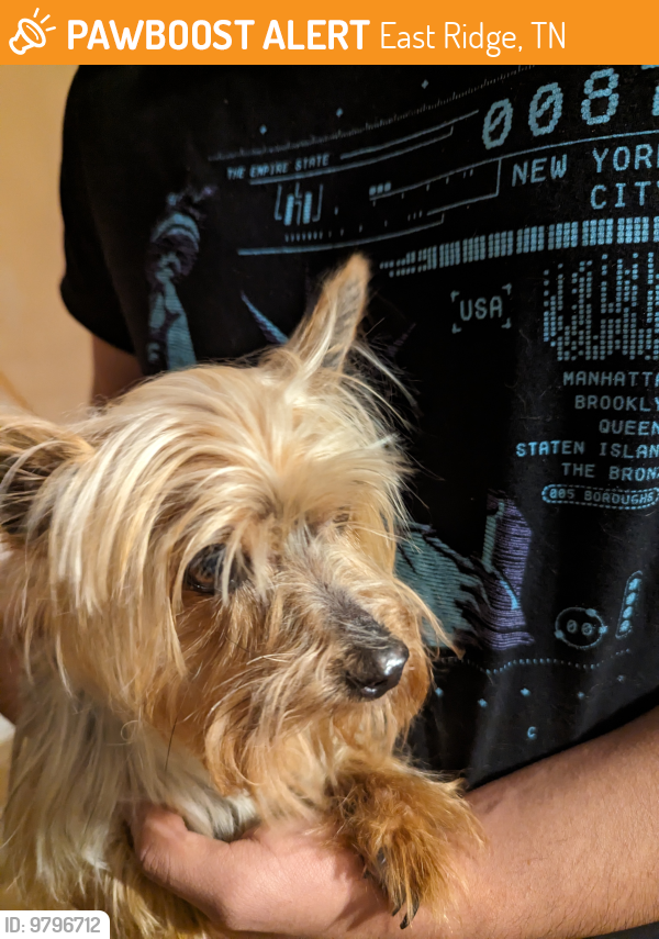 East Ridge, TN Stray Female Dog Found Near Caton Ridge PawBoost