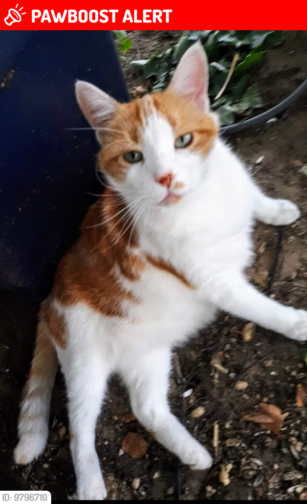 Lost Male Cat last seen hts.Ravenna Road / Brooks Road , Fruitport Charter Township, MI 49444