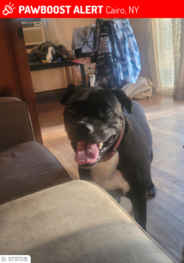 Lost Female Dog last seen County rt 31 , Cairo, NY 12470