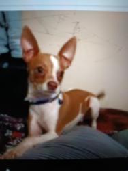 Lost Male Dog last seen Albany, Delano, CA 93215