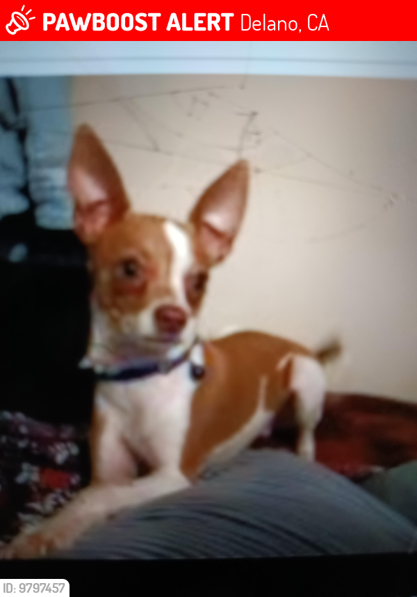 Lost Male Dog last seen Albany, Delano, CA 93215