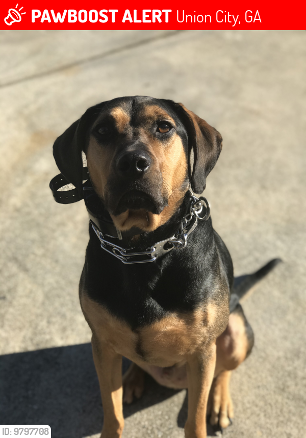 Lost Male Dog last seen Lower Dixie Lake Road / Roosevelt Hwy, Union City, GA 30291
