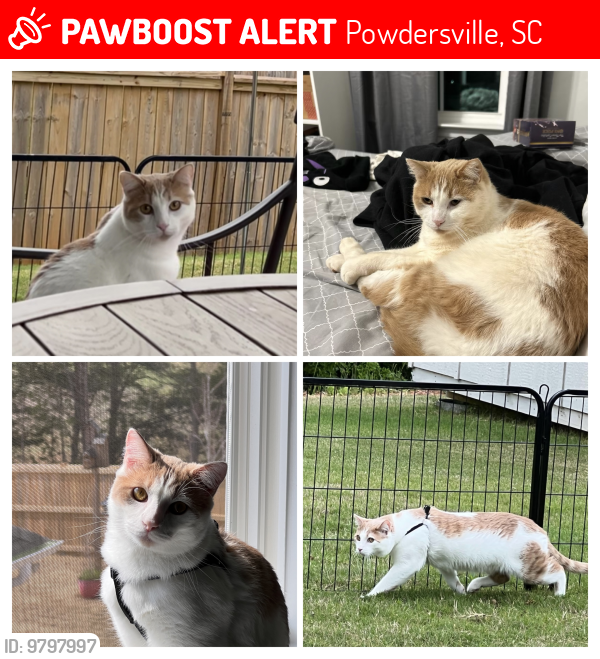 Lost Male Cat last seen Yorkshire Farms subdivision off Circle Rd near Anderson Rd./Hwy 81, Powdersville, SC 29642