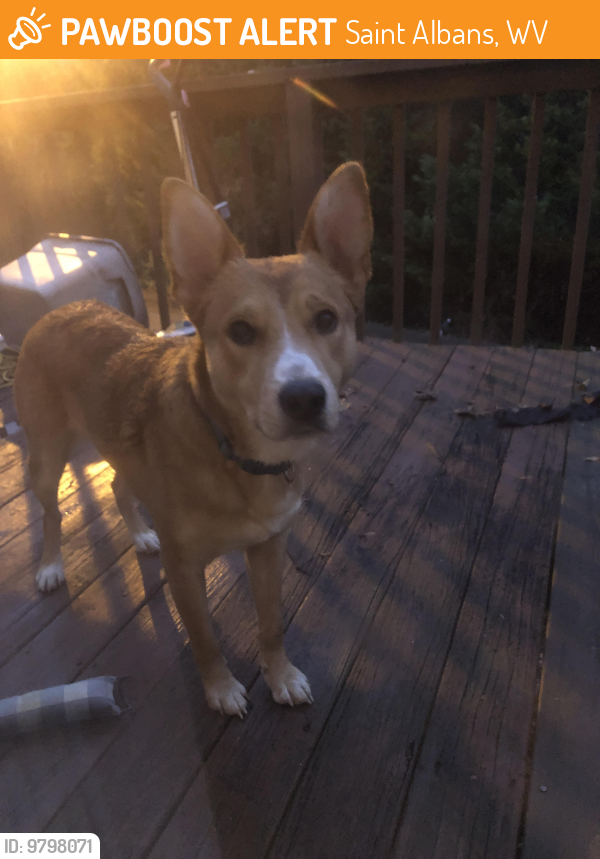Saint Albans, WV Stray Male Dog Found Near Fairview Dr, St Albans, WV PawBoost