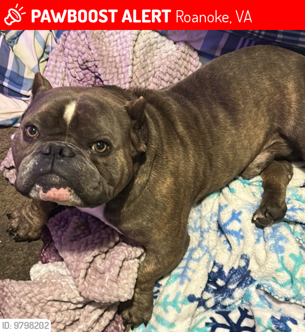Roanoke, VA Lost Male Dog, Bentley Is Missing PawBoost
