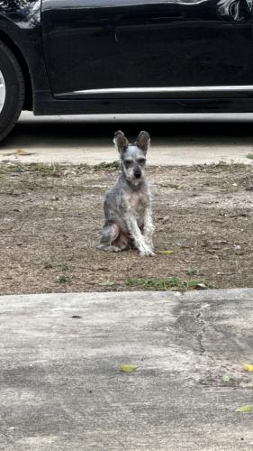 Lost Male Dog last seen Piedmont Ave & Highland Ave, San Antonio, TX 78210